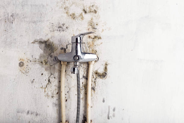 Best DIY Mold Remediation Support Services in Pepper Pike, OH