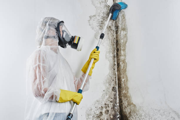 Best Residential Mold Remediation in Pepper Pike, OH